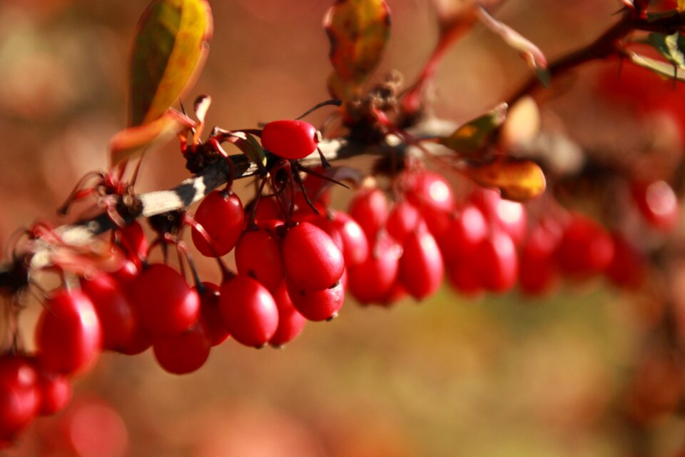 Autumn leaves nature park