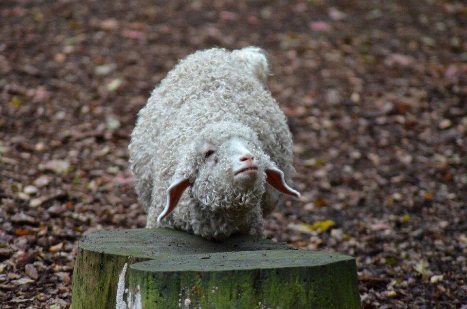 Sheep animal animals