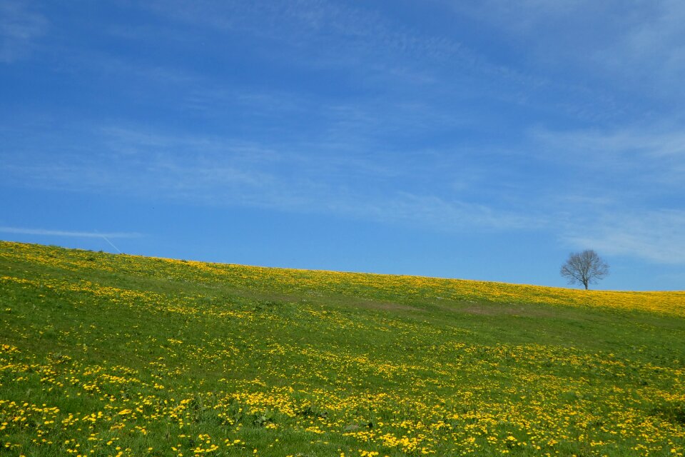 Flower meadow tree nature