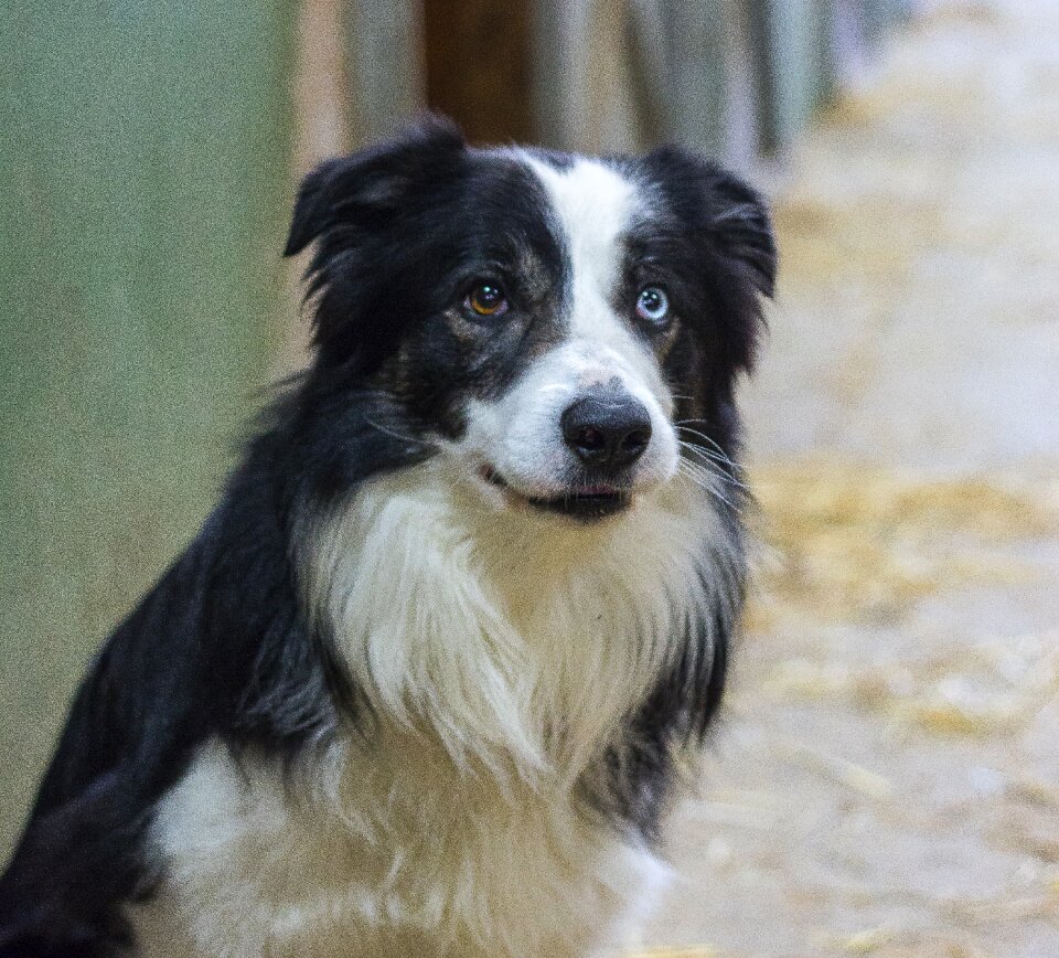 Mammal portrait dog portrait
