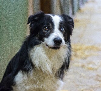 Mammal portrait dog portrait photo