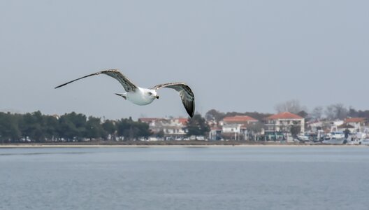 Ferry greek life