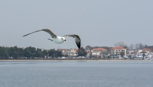 Ferry greek life photo