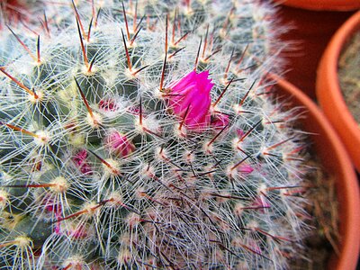Cactus flowers prickly bloom