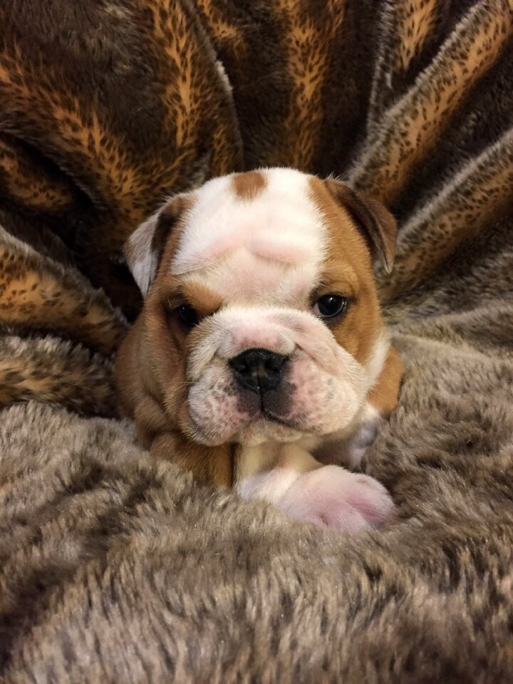 Cute pedigree english