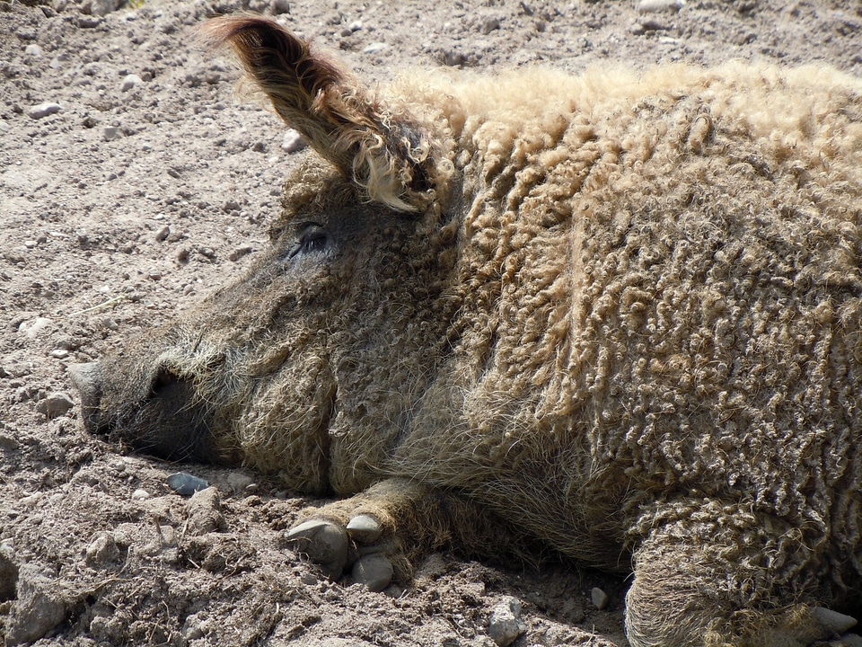 Livestock dirt wallow