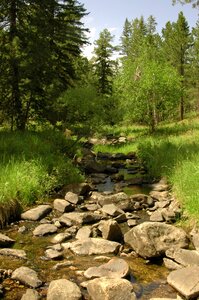 Summer green trees