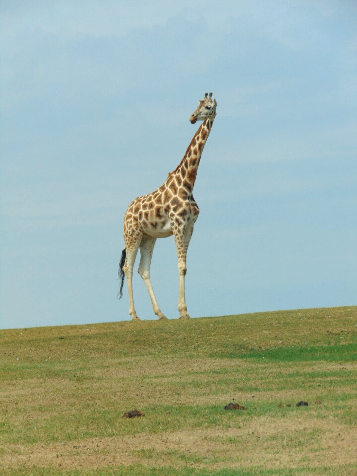 Wild animal africa great