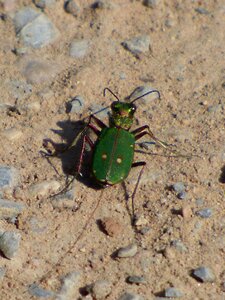 Country cincidella cincidella campestris green beetle