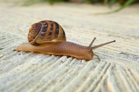 Animals mollusk slowly