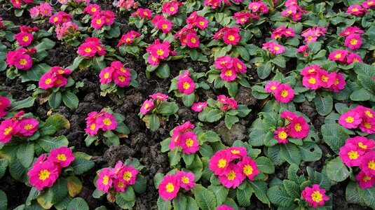 Garden plant baijiang