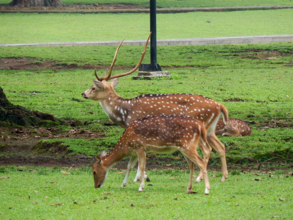 Nature wildlife mammal