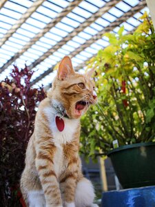 Yawning kitten photo