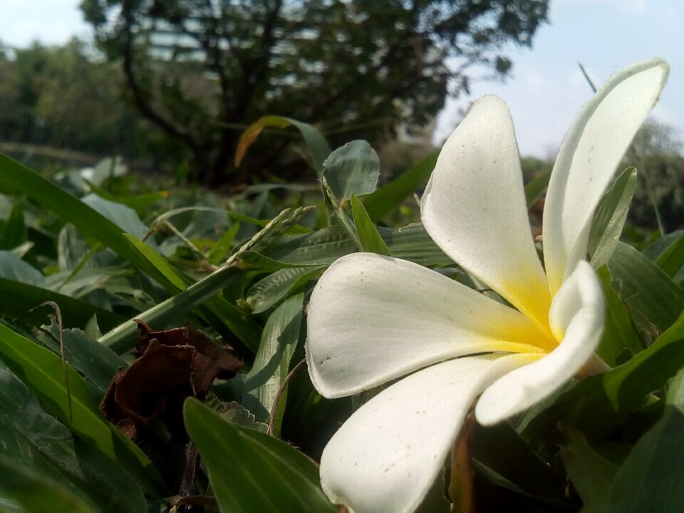 White flowers plant flower