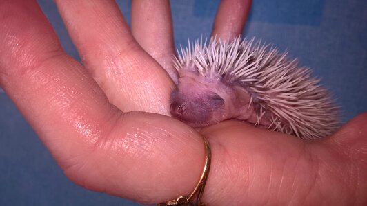 Hedgehog animal child
