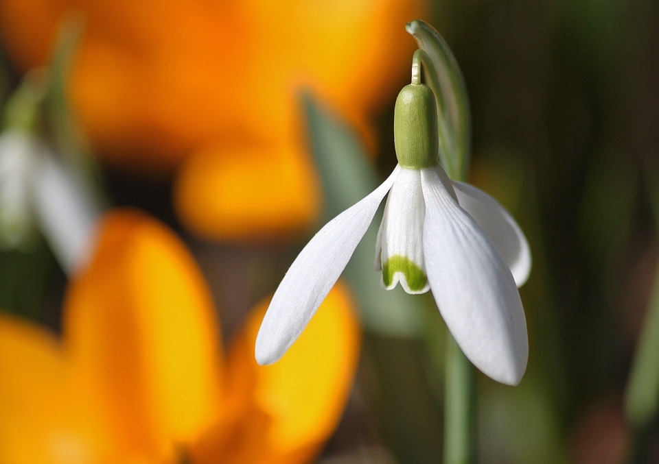 Flowers flower spring