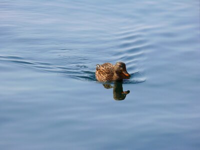 Water nature photo