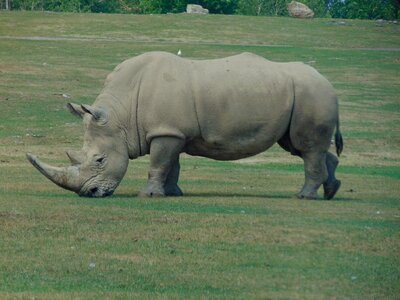 Africa horns rhinoceros photo