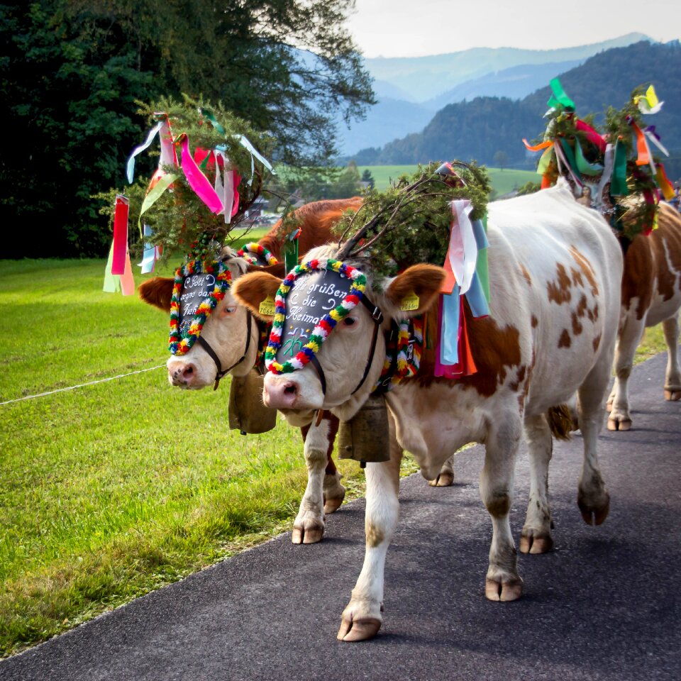 Customs agriculture animals