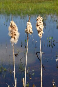 Nature marram grass water