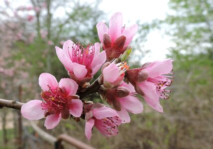 Bloom blooming pink