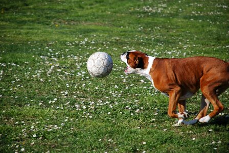 Ball happiness game