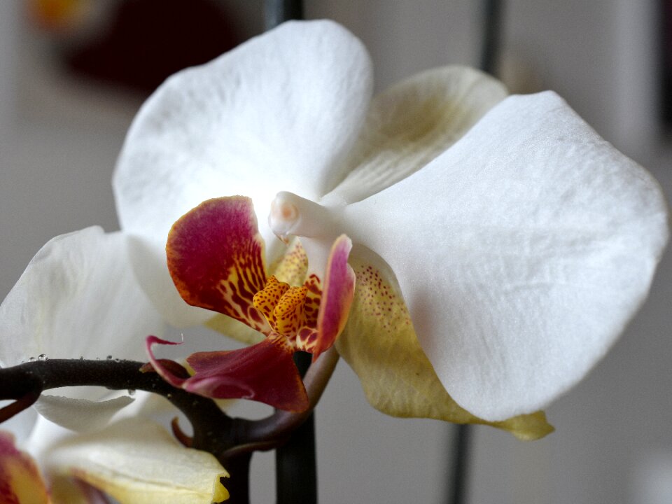 Bloom flowers plant