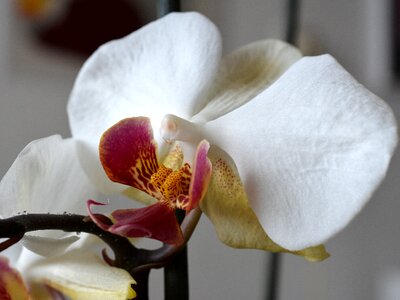 Bloom flowers plant