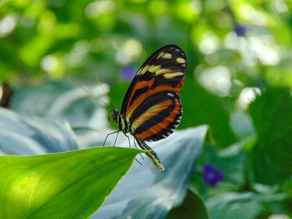 Wallpaper garden nature