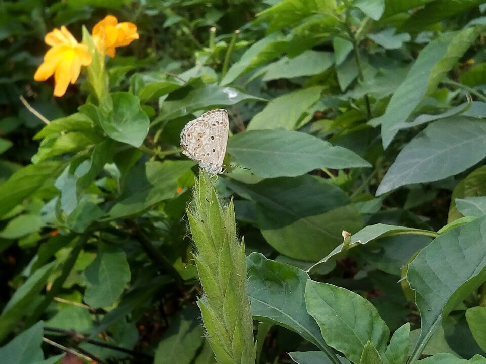 White butterfly green insects