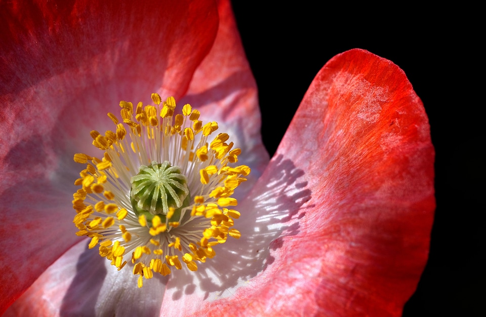 Close up pollen stamp