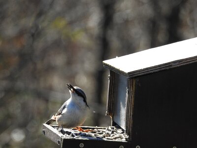 Small birds bird feeders bird