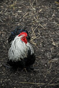 Animal poultry rooster