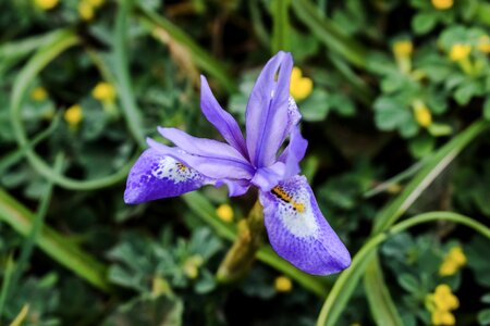 Plant spring nature photo