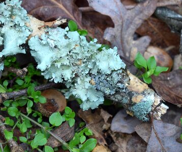 Cyanobacteria fungi nature