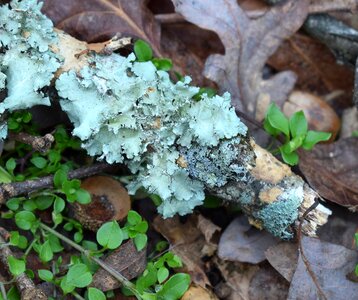 Cyanobacteria fungi nature photo