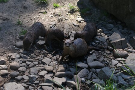 Aquatic mammals polish mammals mustelids
