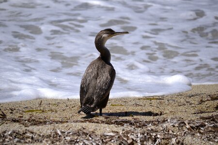 Seevogel waterfowl cormorant photo