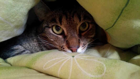 Tomcat at home pet