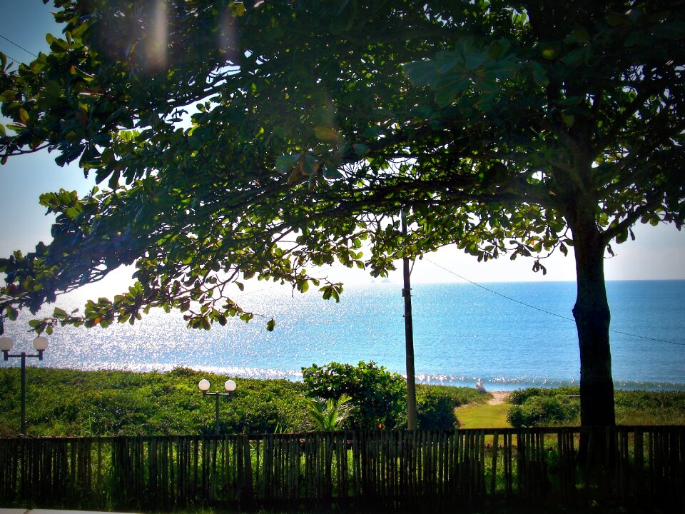 Beach tree landscape