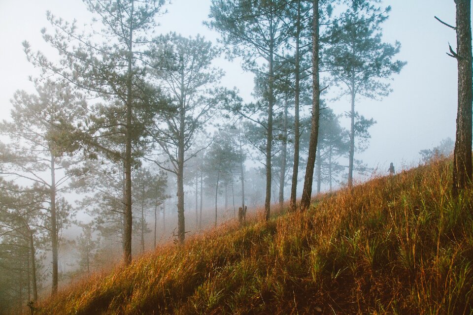 Vietnam da lat honbo