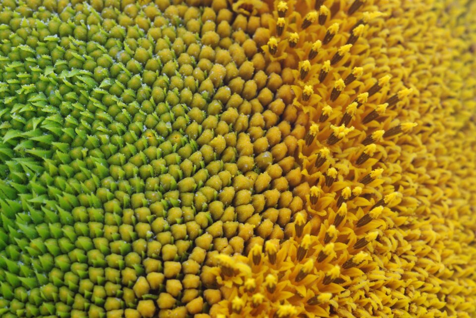 Yellow green bloom