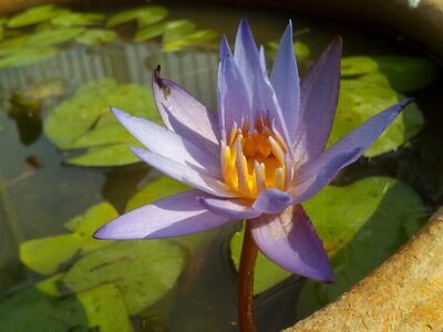 Flowers lotus lake purple lotus