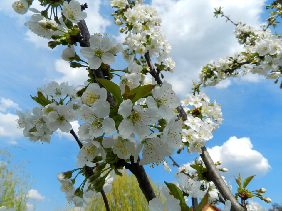Blooming trees mar de primavara nature