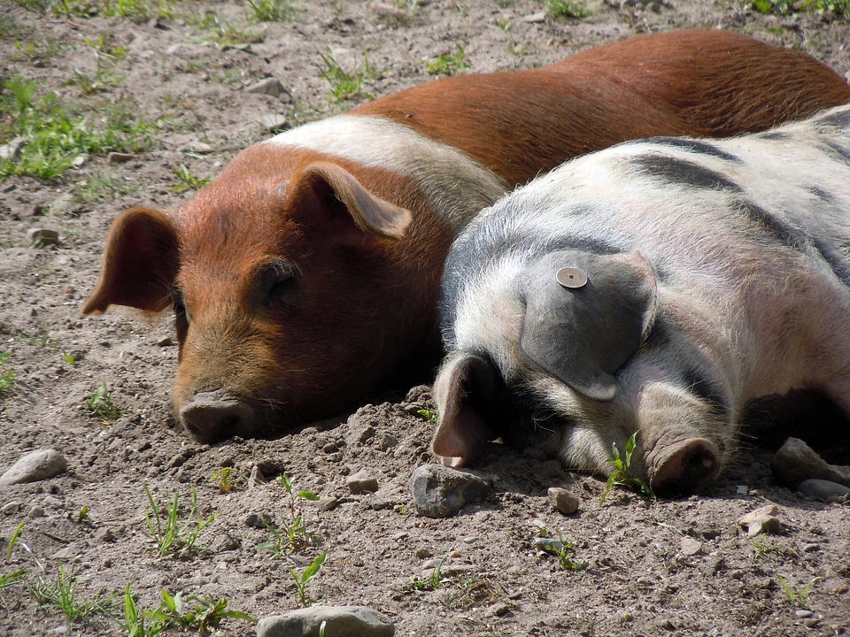 Piglet pig snuggle