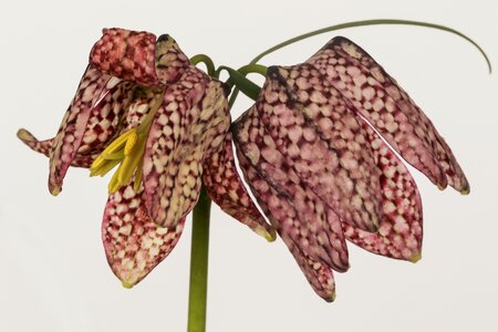 Fritillaria meleagris garden flowers chequered photo