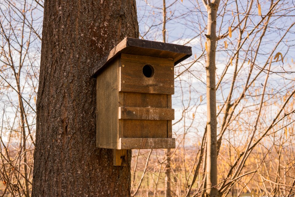 Bird nest hatchery photo