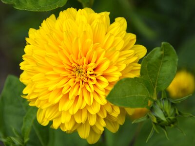 Dahlia flower nature plant