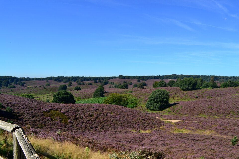 Netherlands flowering heather view