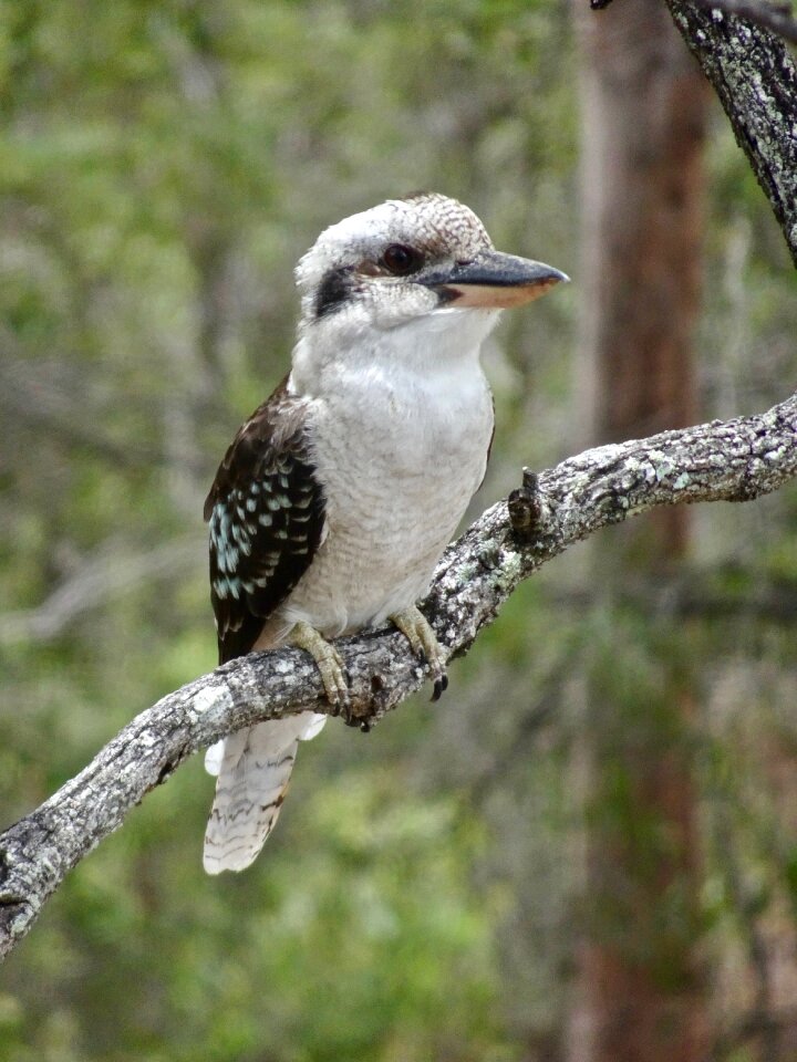 Nature wildlife bird